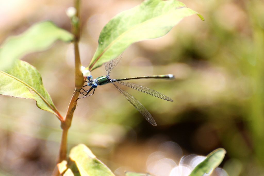 Lestes virens? no, sponsa